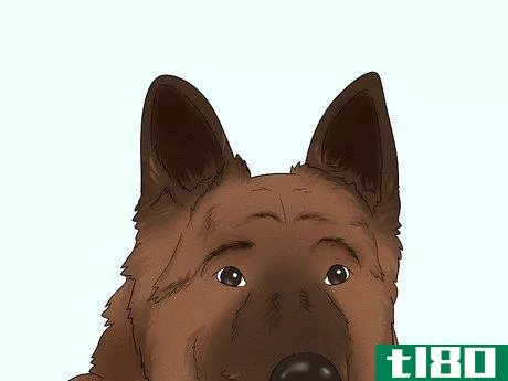 Image titled Identify a Belgian Tervuren Dog Step 3