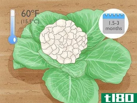 如何种植花椰菜(grow cauliflower)