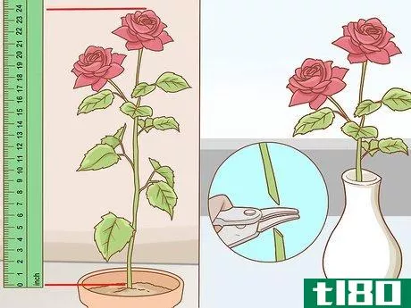 Image titled Grow Long Stem Roses at Home Step 19