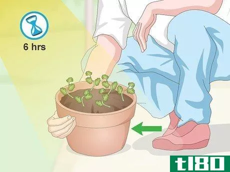 Image titled Grow Cilantro Indoors Step 13