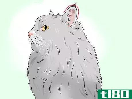 Image titled Identify a Siberian Cat Step 4