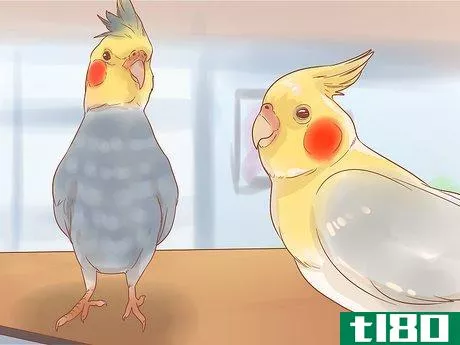 Image titled Keep Your Cockatiel Happy Step 13