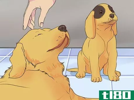 Image titled Introduce a Puppy to a Senior Dog Step 3