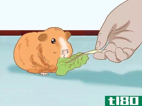 Image titled Get Your Guinea Pig to Eat a Treat Out of Your Hand Step 2