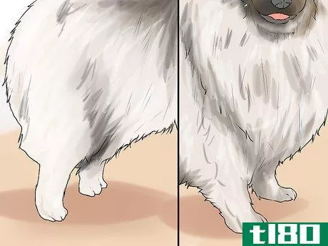 Image titled Identify a Keeshond Step 7