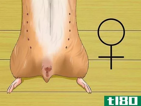 Image titled Know when Your Hamster Is Pregnant Step 1