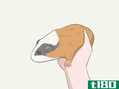 Image titled Hold a Guinea Pig Step 6