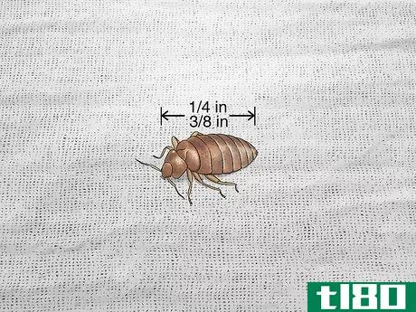 Image titled Identify Household Pests Step 2