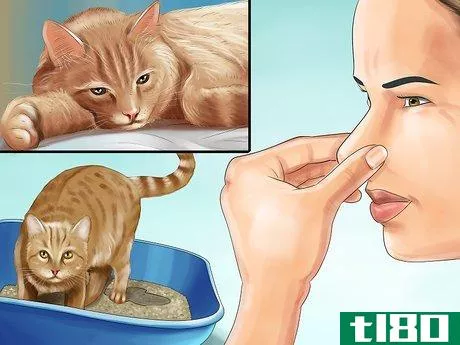 Image titled Give Amlodipine Besylate to Cats with High Blood Pressure Step 9