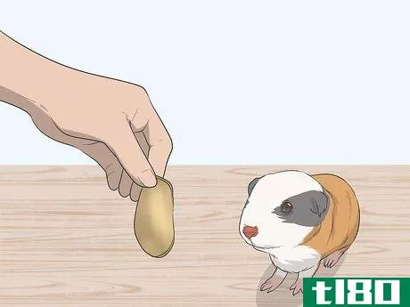 Image titled Hold a Guinea Pig Step 10