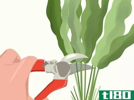 Image titled Grow Horseradish Step 08