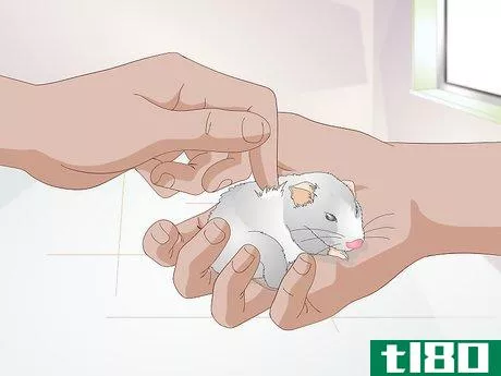 Image titled Get a Hamster to Sleep Step 12