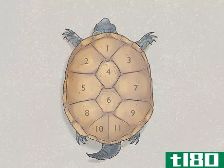 Image titled Identify Turtles Step 4