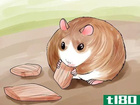 Image titled Groom a Hamster Step 12