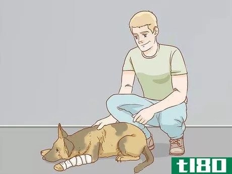 Image titled Help a Dog Recover from a Broken Leg Step 18