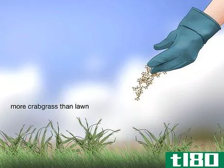Image titled Get Rid of Crabgrass Step 5