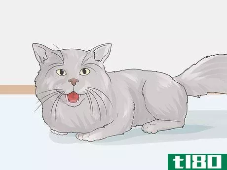 Image titled Help a Cat with Anxiety Step 14