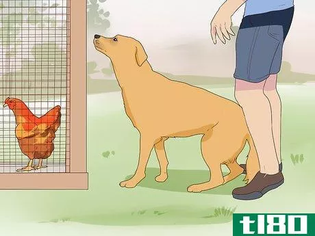 Image titled Introduce a Dog to Pet Chickens Step 7