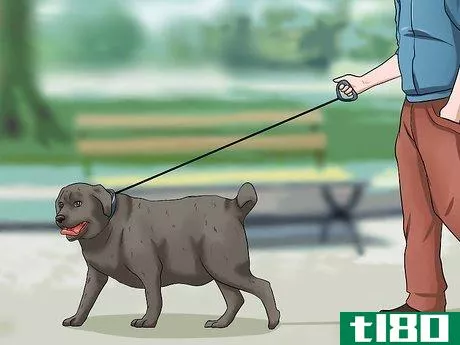 Image titled Help Your Dog Lose Weight Step 11