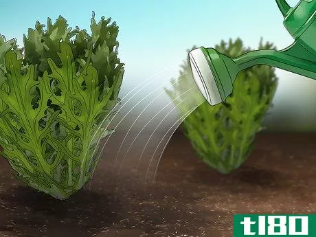 Image titled Grow Endive Step 12