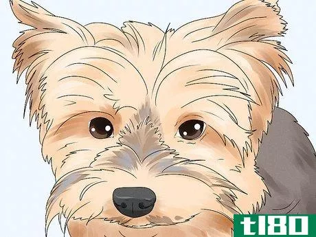 Image titled Identify a Yorkshire Terrier Step 2