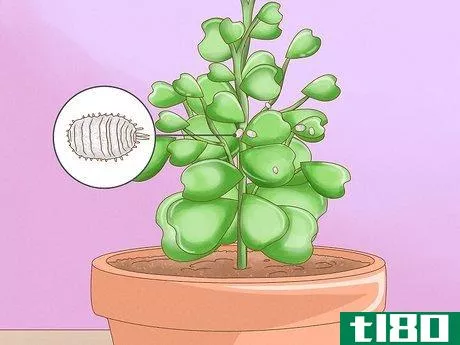 Image titled Get a Hoya Plant to Bloom Step 17