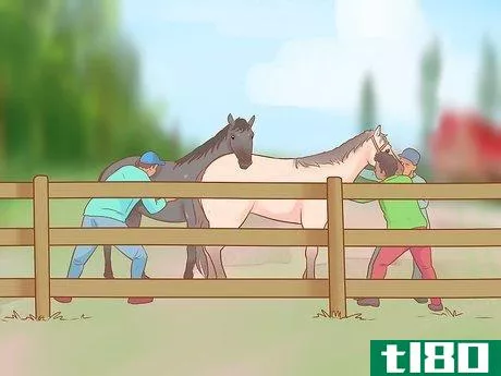 Image titled Handle and Control a Stallion Step 12