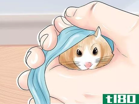 Image titled Groom a Hamster Step 7