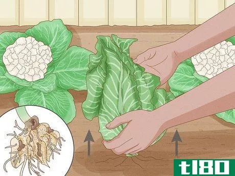 Image titled Grow Cauliflower Step 14