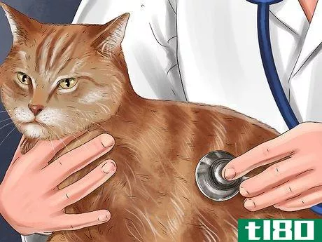 Image titled Give Steroids to Cats with Inflammation Step 1