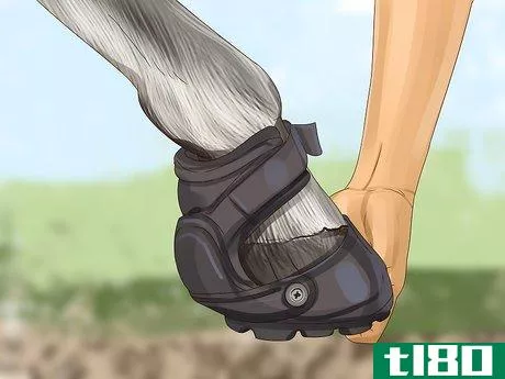 Image titled Know if Your Horse Needs Shoes Step 4