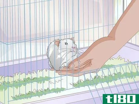 Image titled Get a Hamster to Sleep Step 11