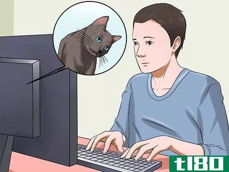Image titled Identify if Your Cat Has Had a Stroke Step 16