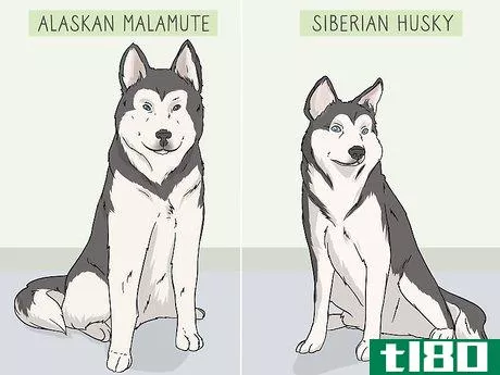 Image titled Identify an Alaskan Malamute from a Siberian Husky Step 1