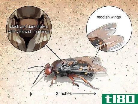 Image titled Identify Wasps Step 4