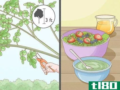 Image titled Grow a Moringa Tree Step 12