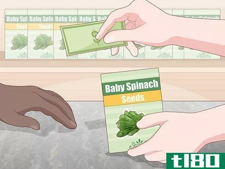 如何种植小菠菜(grow baby spinach)