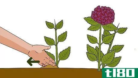 如何用插条种绣球花(grow hydrangea from cuttings)