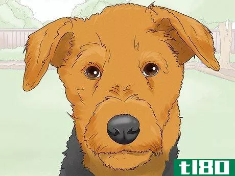 Image titled Identify an Airedale Terrier Step 4