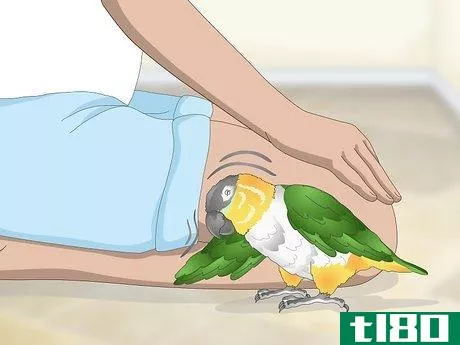 Image titled Handle Your Caique Parrot Step 5