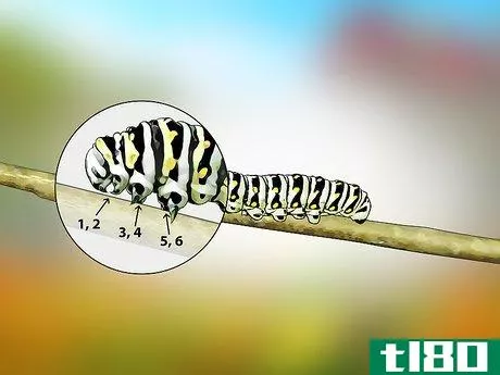 Image titled Identify a Caterpillar Step 3