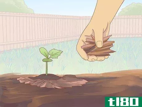 Image titled Grow Cucumbers Step 14