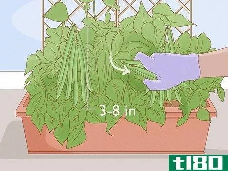 Image titled Grow Green Beans Indoors Step 10