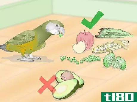 Image titled Keep a Senegal Parrot Entertained Step 6