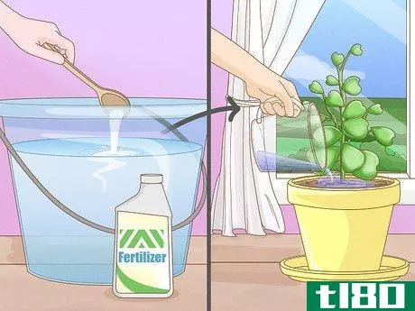 Image titled Get a Hoya Plant to Bloom Step 13