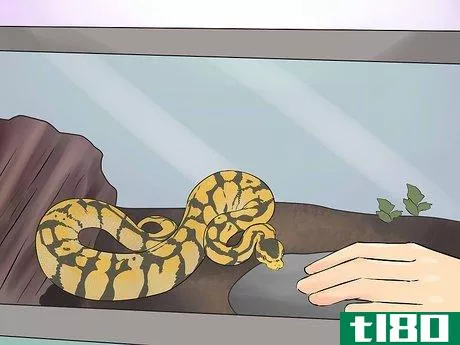 Image titled Hold a Snake Step 2