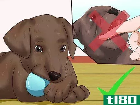 Image titled Get Your Puppy to Stop Biting Step 12