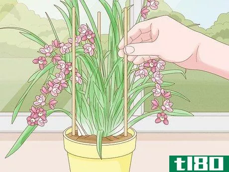 Image titled Grow Cymbidium Orchids Step 6
