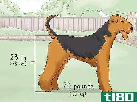 Image titled Identify an Airedale Terrier Step 1