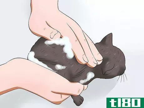 Image titled Get Rid of Fleas on a Kitten Too Young for Topical Ointments Step 3